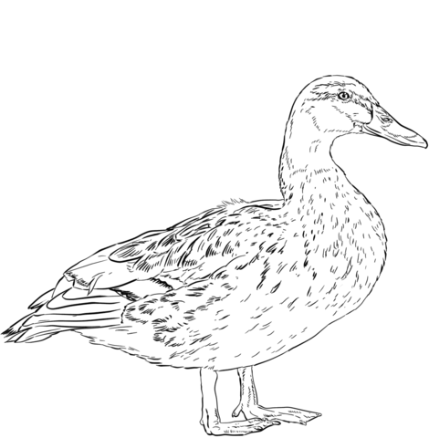 Female Mallard Duck Coloring Page